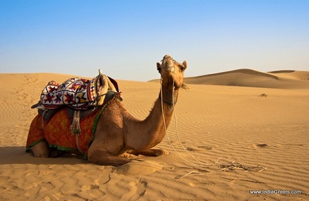 Best Camel Safari Jaisalmer